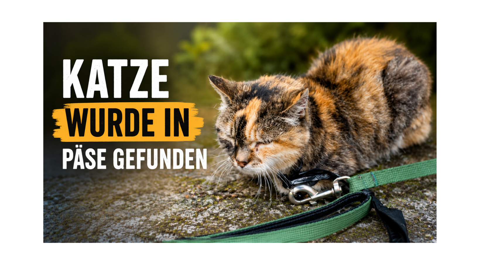 Päse: Katze zugelaufen