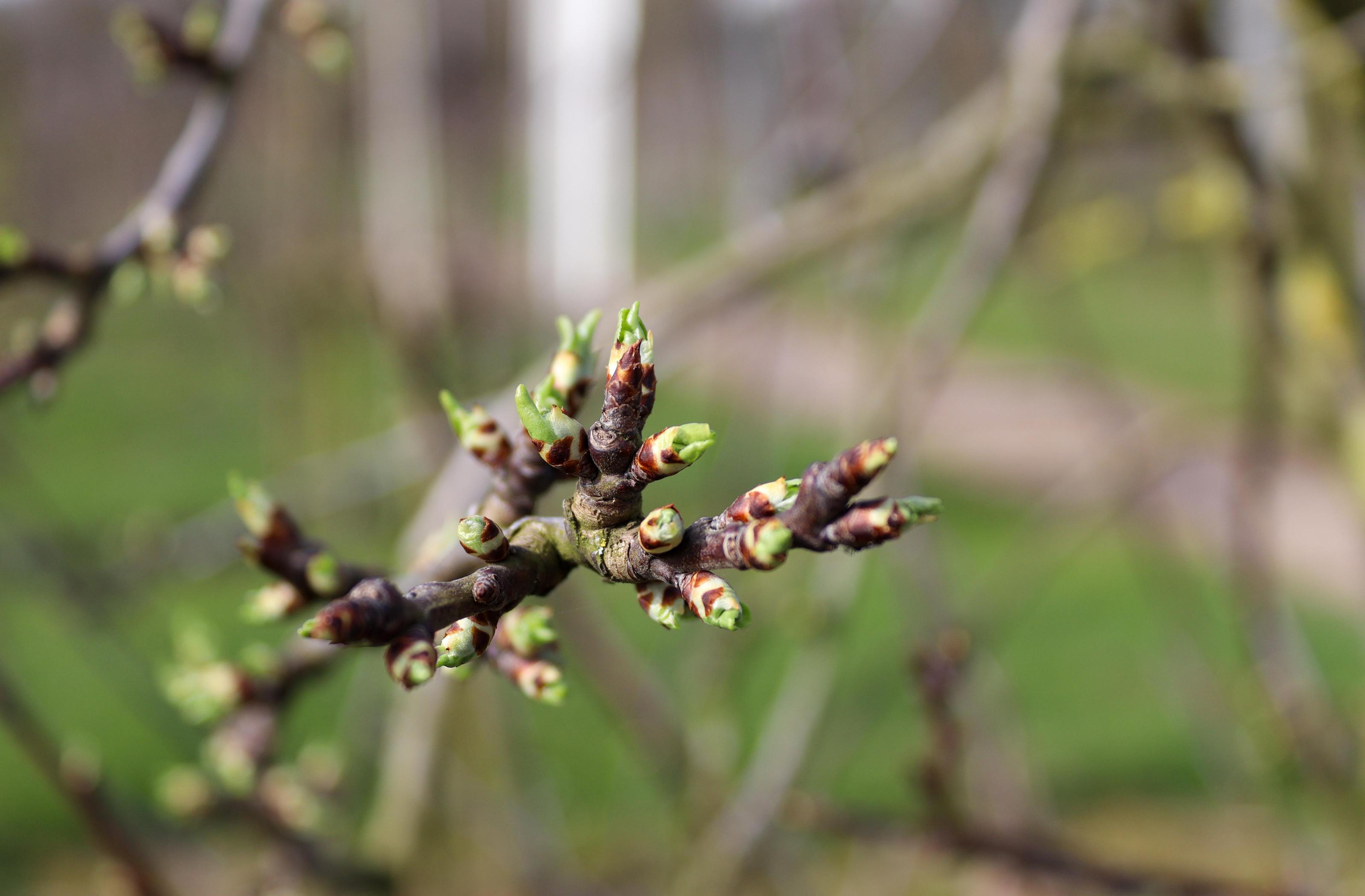 Bloesem laat nog even op zich wachten, maar het moment komt dichtbij 🌸