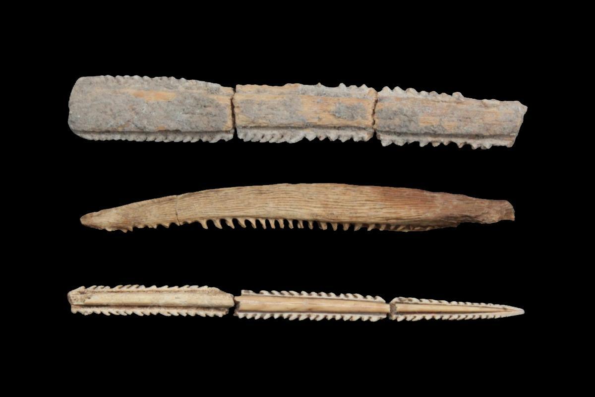 Ancient stingray barbs reveal possible ritual bloodletting practices