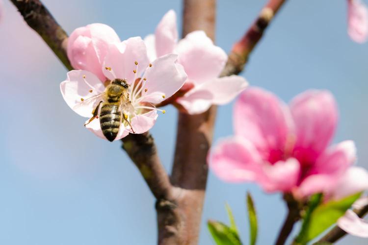 Weetje: de rol van bijen bij bloesem
