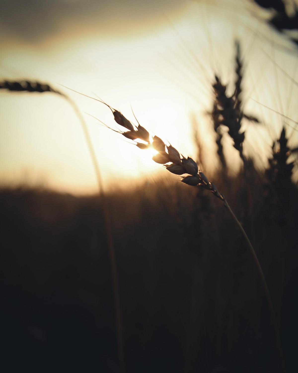  The Power of Grace