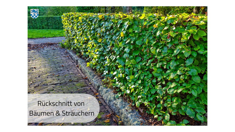 🌳✂️ Rückschnitt von Bäumen & Sträuchern – für mehr Sicherheit im Alltag!