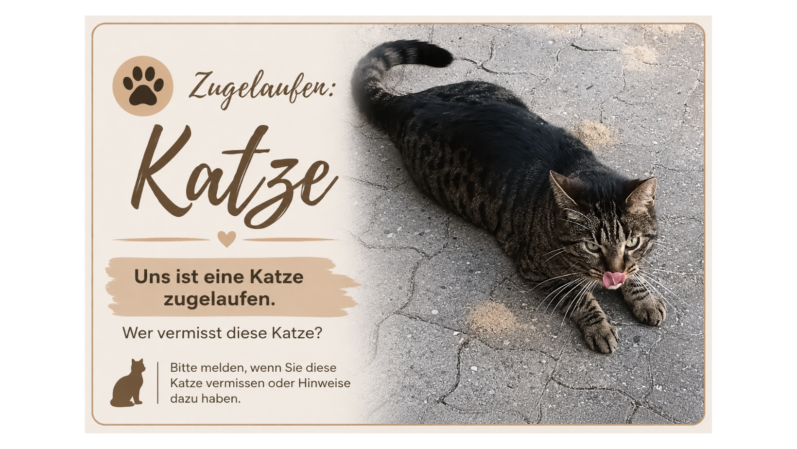 Fundtier: Katze