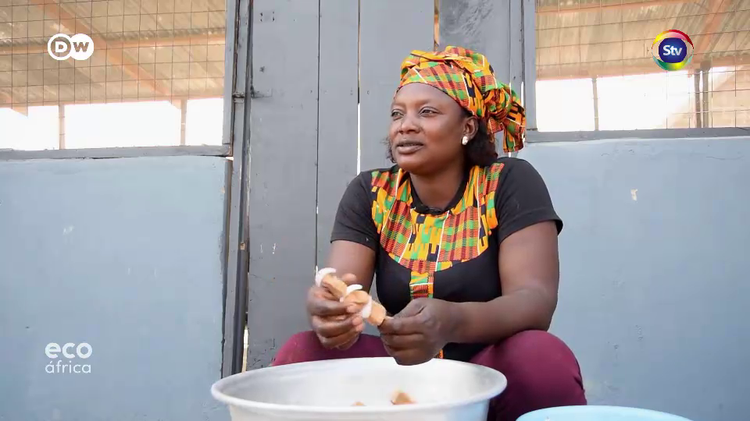Destaques: Gana visitamos uma coperativa de mulheres que fabricam substitutos de carne, na Costa de Marfim veremos como agricultura biológica está a ser promovido. Acompanhe!