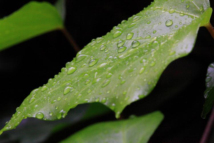 El algoritmo que decide cuánta agua necesita cada planta llega a los campos de La Gomera