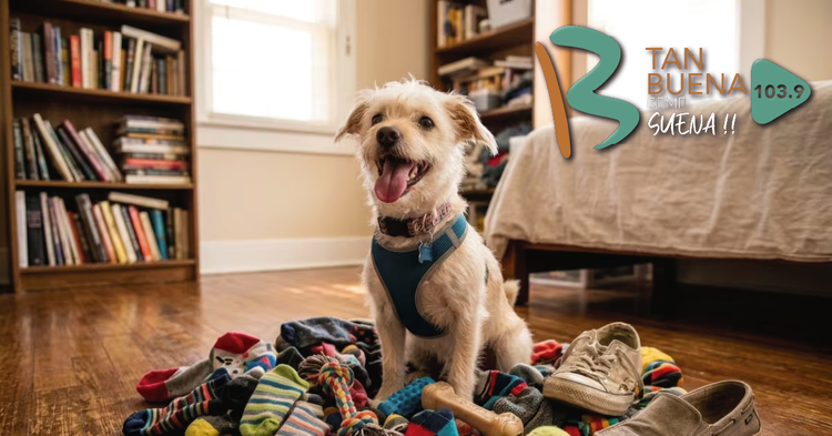 ¿Tienes un perrito acumulador? Estas son las razones por las que junta objetos