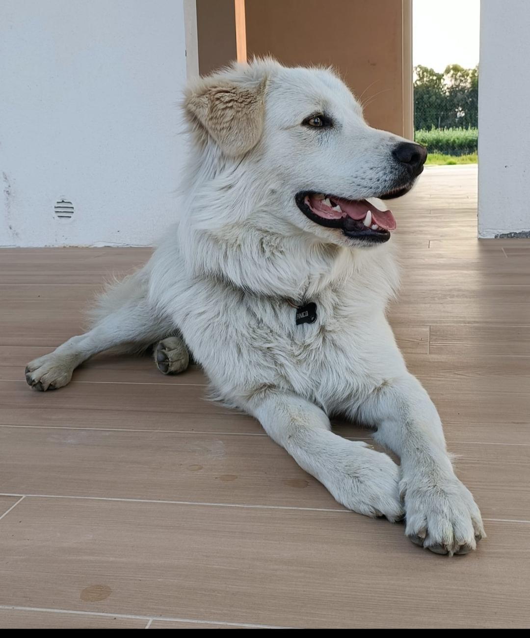 Cagnolino smarrito