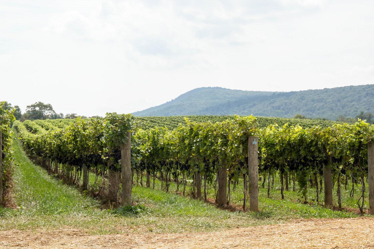 2014 – Big Cork Winery, Rohrersville, Maryland
