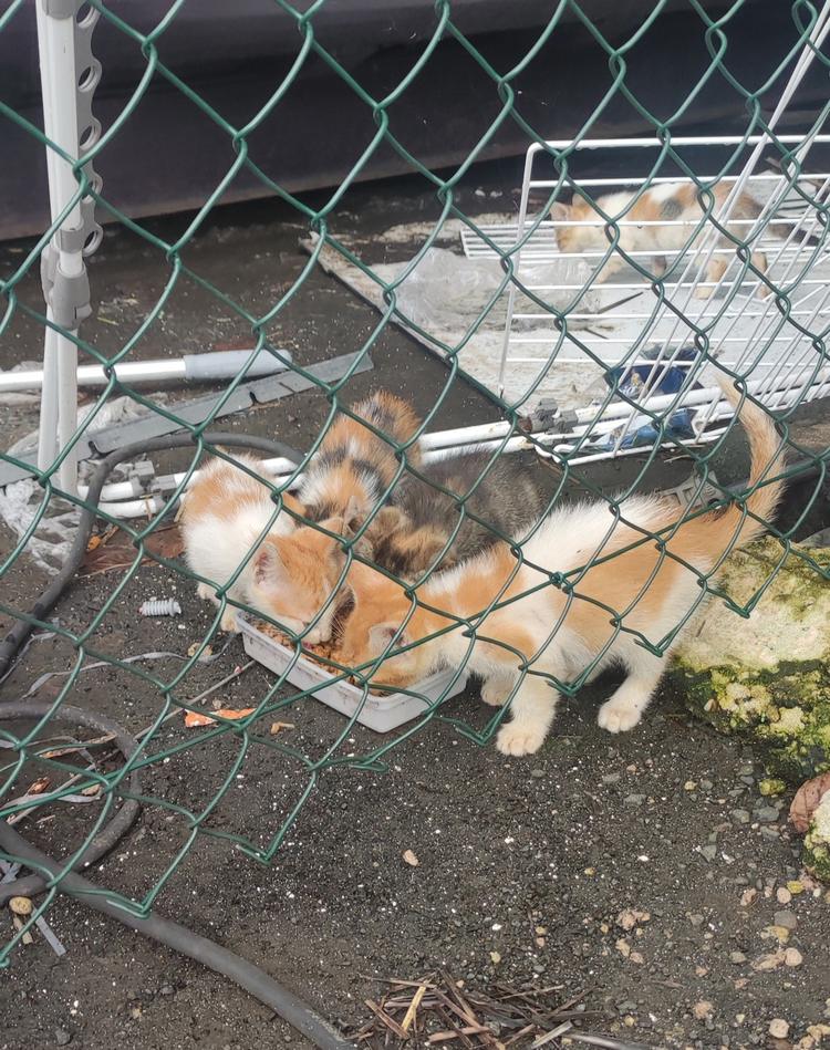 Recherche Famille(s) d'accueil pour une minette et ses 5 chatons / PETIT-BOURG