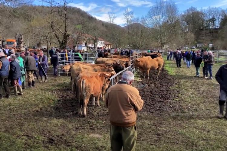 Feria de ganado de Corao, «La Feriona»