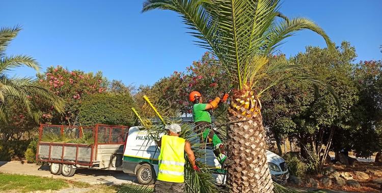 El Ayuntamiento lleva a cabo la poda en altura de palmeras en diferentes zonas de la ciudad