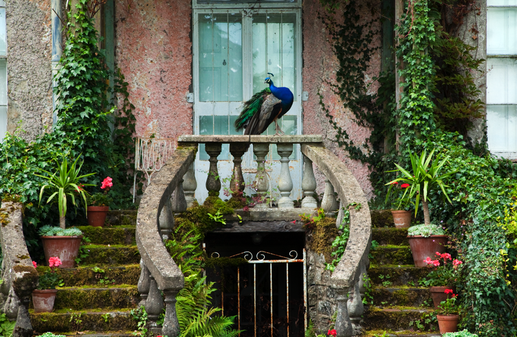 Pan Celtic Festival returns to Carlow 