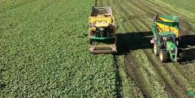 Récolte des haricots verts