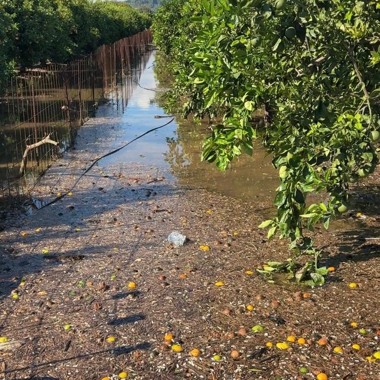 Consellería de Agricultura destina seis millones a las explotaciones afectadas por la DANA