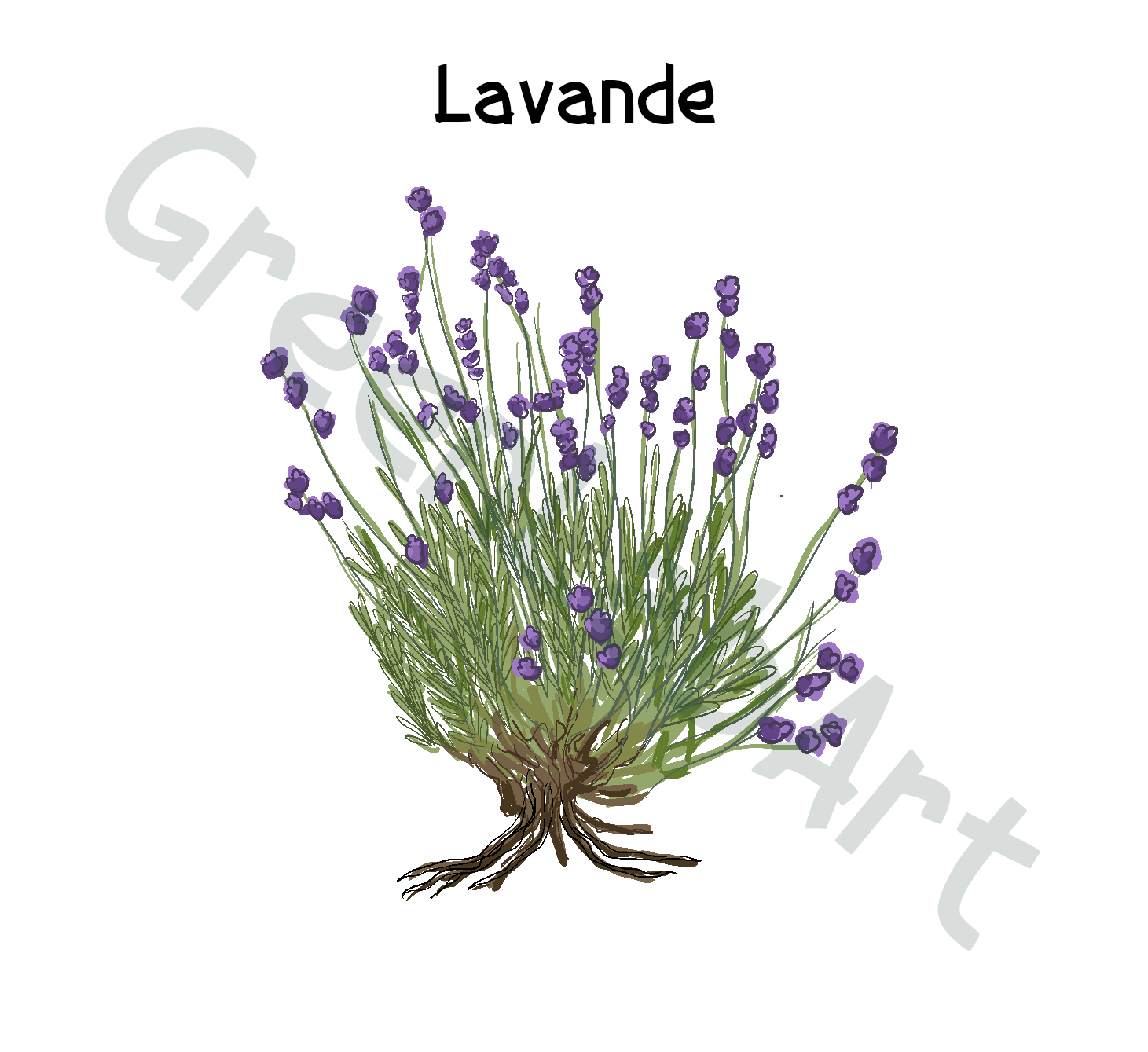 Lavande