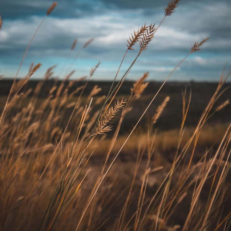 Soft Wind 8.5 Hours for Sleeping, Study, insomnia, Reduce Stress