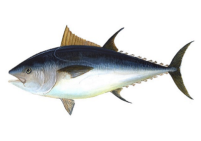 Atum Bonito - Katsuwonus pelamis