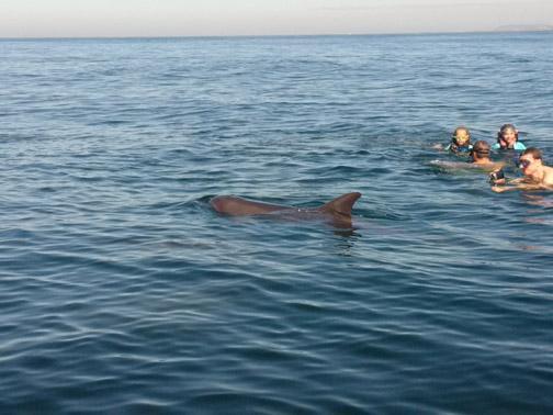 Swimming with dolphins... in the ocean (WILD VIDEO!)