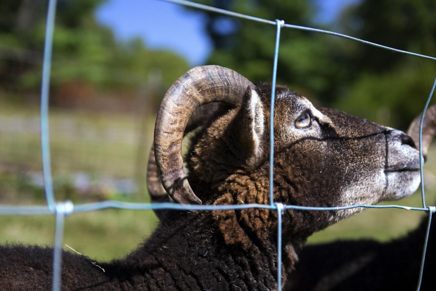 2015 – Larkspure Lane Farm, Hagerstown, Maryland