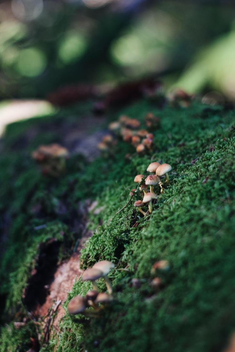 Cueillette de champignons en Seine-Maritime !