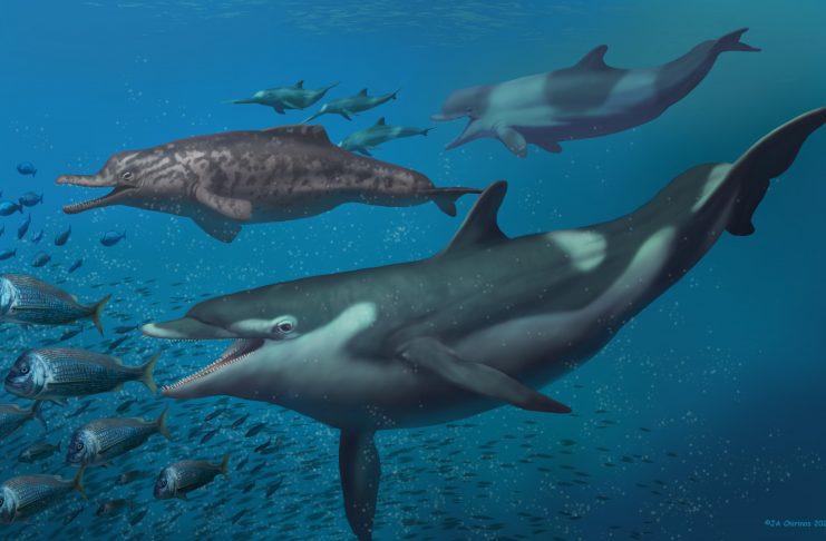 PREVIOUSLY UNKNOWN DOLPHIN SPECIES DISCOVERED IN SWITZERLAND