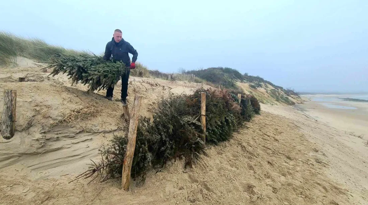 Wissant: des sapins de Noël pour lutter contre l'érosion de la dune d'aval