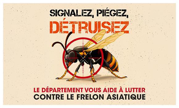 Stopper les frelons envahissants dès maintenant !