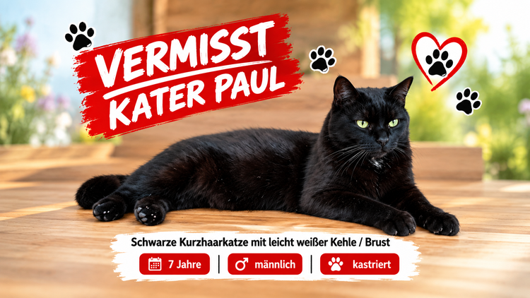 Leiferde: Kater Paul wird vermisst