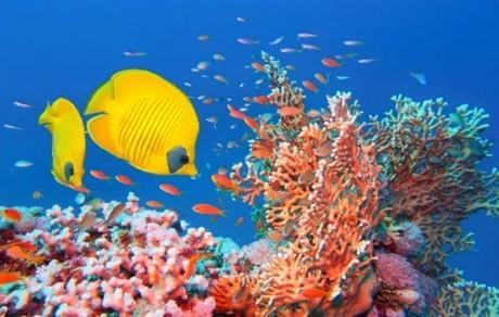 Marsa Alam