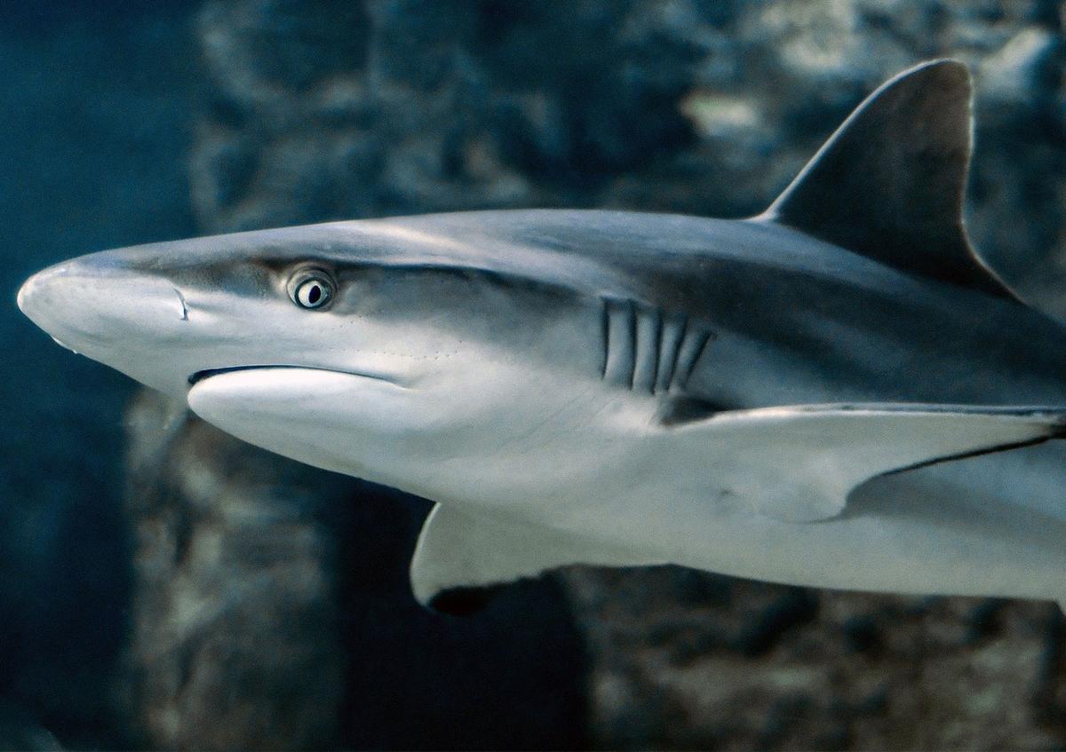 Haie in Florida - Arten, Angriffe, Fakten und Informationen