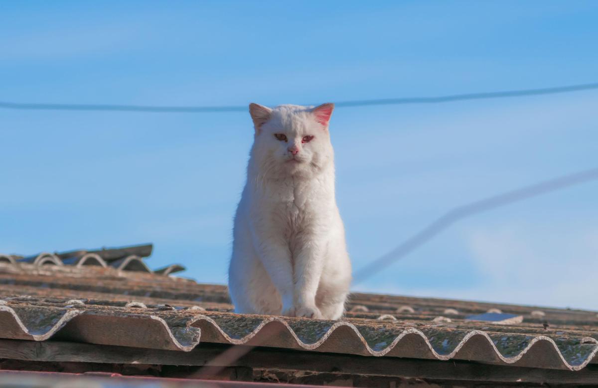 Cat on the Roof