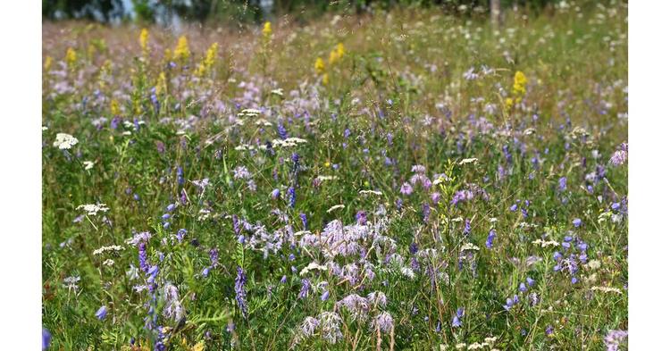 Metsä granted funding to 22 new biodiversity projects