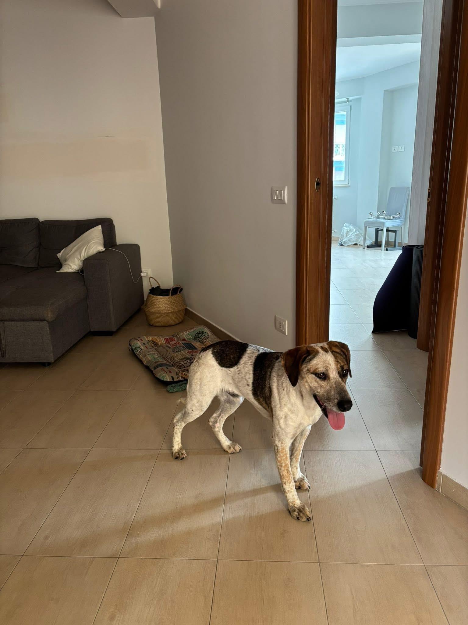 Cagnolino Smarrito