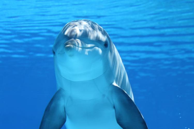 Balene, delfini e aspettative dei turisti: uno studio dell'Università di La Laguna misura la sostenibilità del whale watching alle Canarie