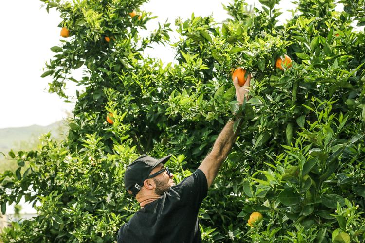 Giovani agricoltori alle Canarie: scade il 30 settembre l'obbligo legato ai 5 milioni di aiuti PEPAC