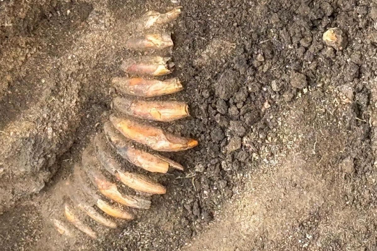 5,000-year-old necklace made from teeth discovered near Wrocław