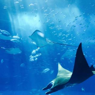 A voz da alma (A Pequena Sereia 1)