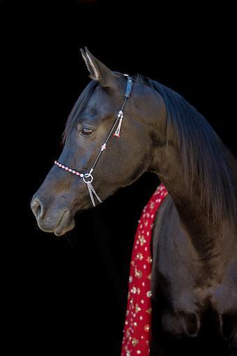 Buddhismus, die Tiger und die Erdbeere