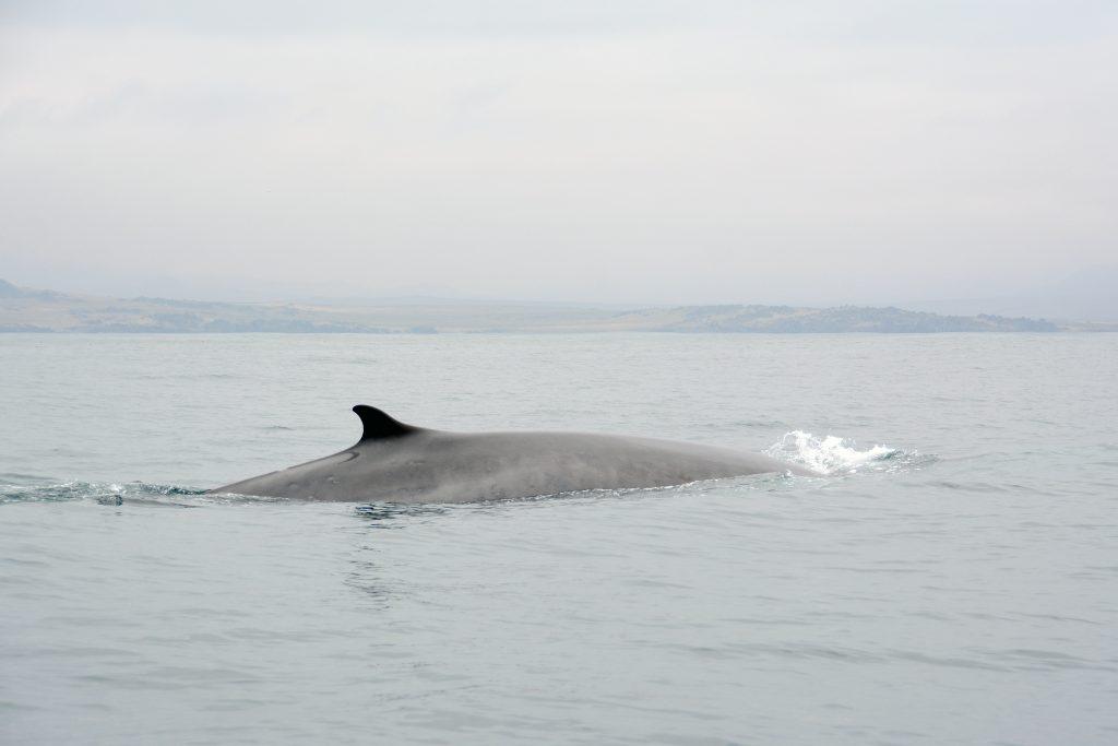 ¿Dónde van las ballenas? Científicos monitorean vía satélite los movimientos de ballenas en Chile central