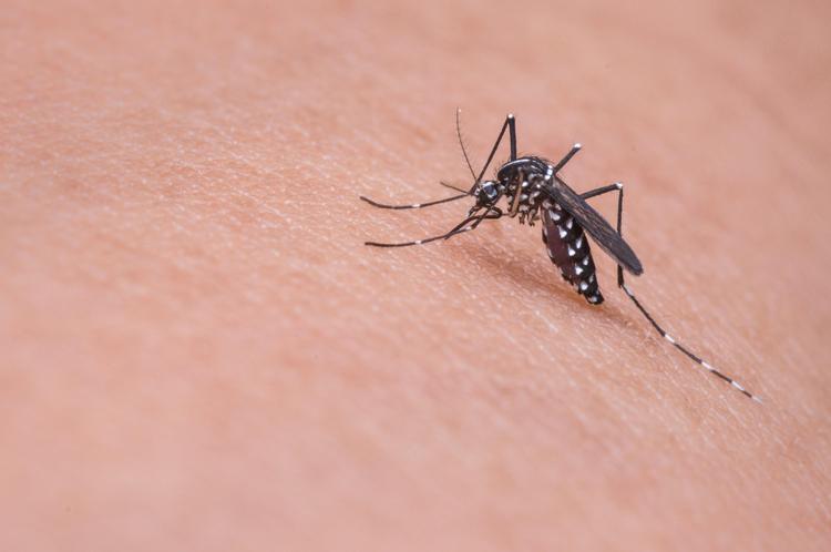 450.000 euros para blindar Canarias frente a los mosquitos tropicales: el Estado refuerza el Instituto de Enfermedades Tropicales