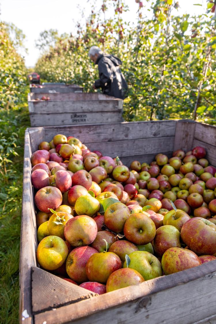 Fietsroute: Bommelerwaardse fruitroute (67 KM)