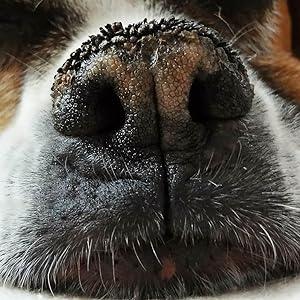 Whiskers to Wiggles: Nurturing the Holistic Wellness of Your Pet's Paws, Nose, and Eyes