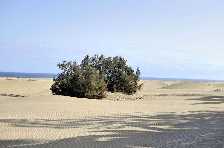 Quante auto regge una spiaggia selvaggia? La ULPGC lo ha calcolato per 24 calette di Fuerteventura