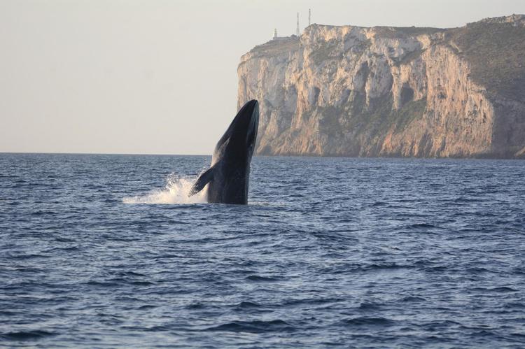Las ballenas regresan a las aguas de Dénia: comienza la temporada de avistamientos