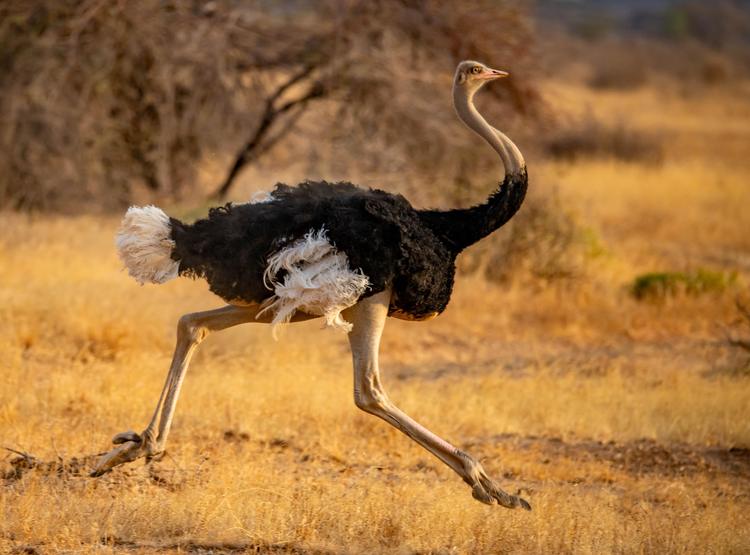 Ostrich bones at Moroccan cave point to prehistoric butchery
