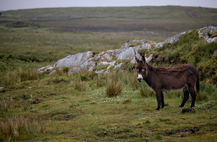 New walking trails to open up more of Connemara National Park