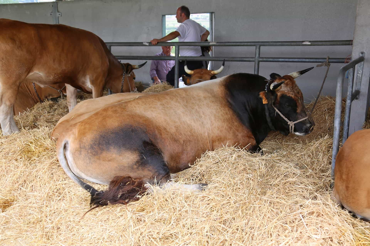 Feria tradicional de ganado de Santa Lucía en Posada de Llanes