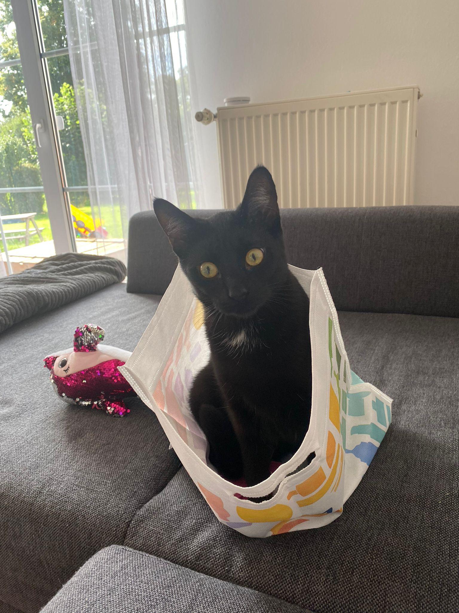 Ahnsen: Kater Leo wird vermisst