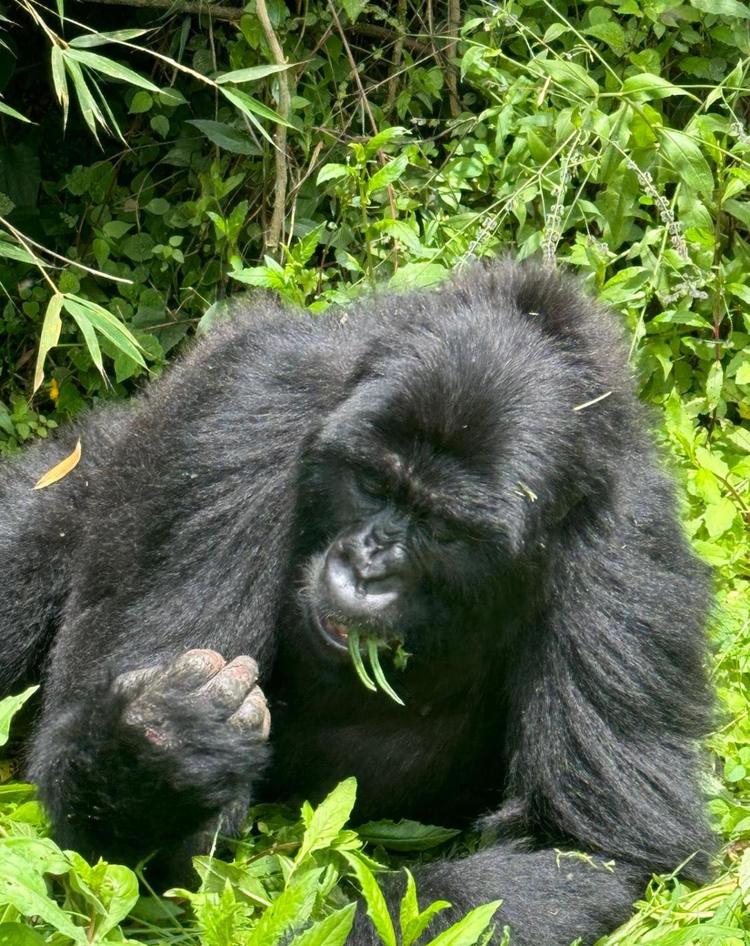 Gorillas in the land of a thousand hills