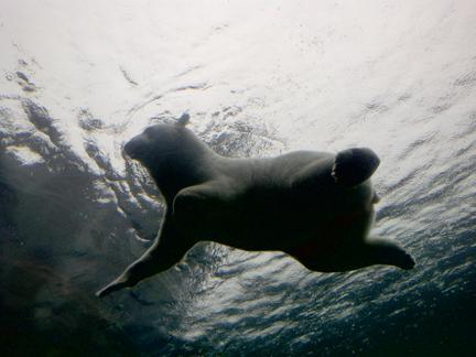 Un-bear-able weather but an amazing zoo